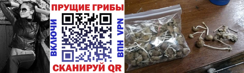 Псилоцибиновые грибы Psilocybine cubensis  цена   Сим 
